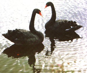 Black Swans at Leeds Castle
