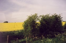 Fields of Rapeseed Plants