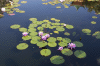 The Pond in China