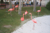 Pink Flamingos